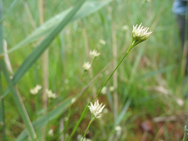 2007 07 Marais du Cerisaie 09